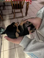 Billy Bob, a male Miniature Dachshund for sale in Williamston, NC – 1 of 2
