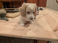 Duce Biggalow, a male Miniature Dachshund for sale in Williamston, NC – 8 of 9