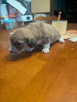 Jersey girl, a female Dachshund for sale in Williamston, NC – Photo 2 of 3