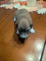 Jersey girl, a female Dachshund for sale in Williamston, NC – Photo 3 of 3