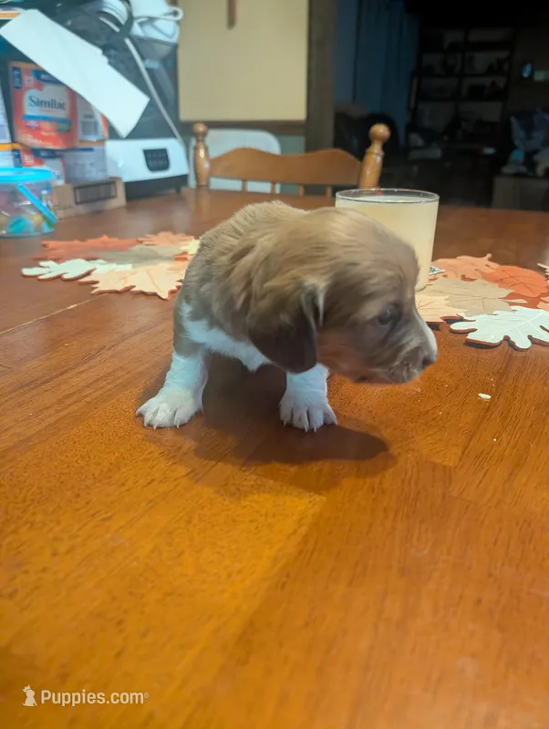 Jersey girl, a female Dachshund for sale in Williamston, NC – Photo 1 of 3