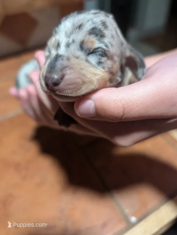 Lucy – Miniature Dachshund puppy for sale in Williamston, NC