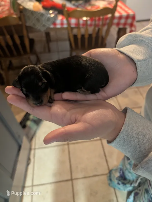 Lady Mae – Miniature Dachshund puppy for sale in Williamston, NC