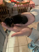 Lady Mae, a female Miniature Dachshund for sale in Williamston, NC – 1 of 2