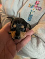 Billy Bob, a male Miniature Dachshund for sale in Williamston, NC – 2 of 2