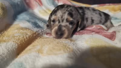 Lucy, a female Miniature Dachshund for sale in Williamston, NC – 2 of 6