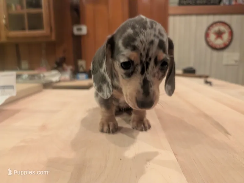 Lucy – Miniature Dachshund puppy for sale in Williamston, NC