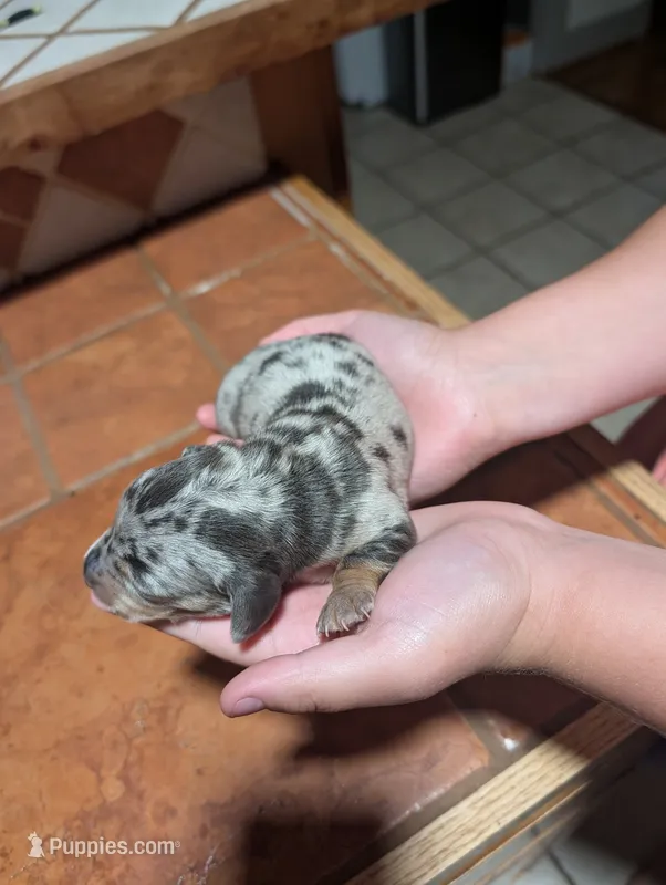 Lucy – Miniature Dachshund puppy for sale in Williamston, NC