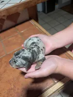 Lucy, a female Miniature Dachshund for sale in Williamston, NC – 1 of 3