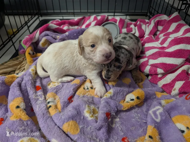 Schneeball – Miniature Dachshund puppy for sale in Williamston, NC