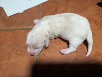 Schneeball, a male Miniature Dachshund for sale in Williamston, NC – 3 of 3