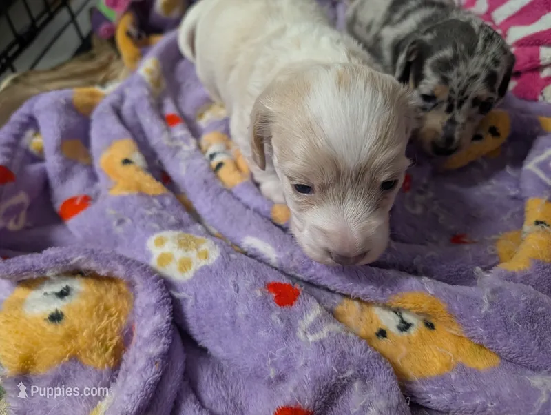 Schneeball – Miniature Dachshund puppy for sale in Williamston, NC