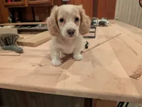 Duce Biggalow, a male Miniature Dachshund for sale in Williamston, NC – 3 of 9
