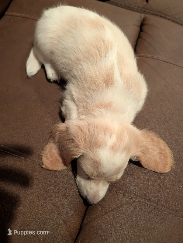 Duce Biggalow – Miniature Dachshund puppy for sale in Williamston, NC