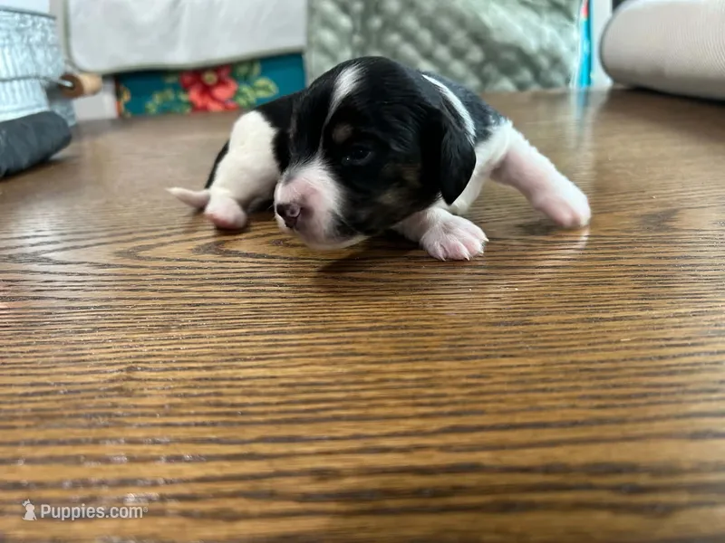 Duck – Miniature Dachshund puppy for sale in Williamston, NC