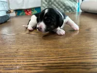 Duck, a male Miniature Dachshund for sale in Williamston, NC – 1 of 1