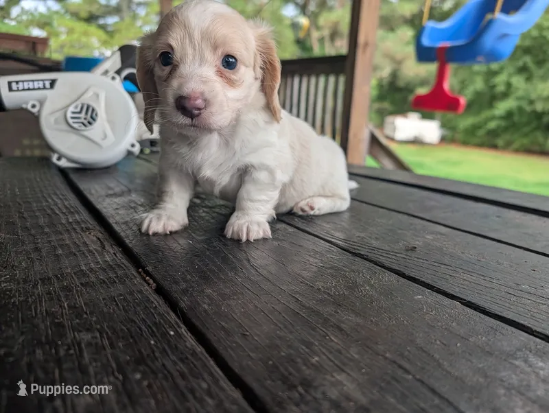 Schneeball – Miniature Dachshund puppy for sale in Williamston, NC