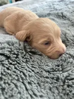 Goose, a male Miniature Dachshund for sale in Williamston, NC – 1 of 1