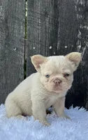 Milo, a male French Bulldog for sale in Winesburg, OH – 2 of 6