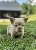 Charlie, a male French Bulldog for sale in Winesburg, OH – 3 of 5