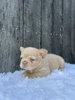 Charlie, a male French Bulldog for sale in Winesburg, OH – 5 of 5