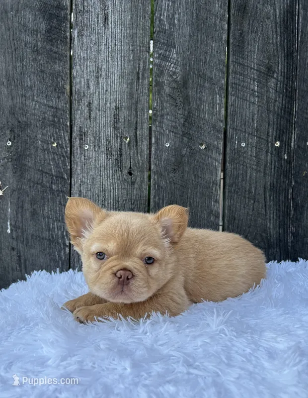 Archie – French Bulldog puppy for sale in Winesburg, OH
