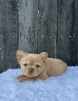 Archie, a male French Bulldog for sale in Winesburg, OH – 1 of 6