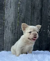 Milo, a male French Bulldog for sale in Winesburg, OH – 3 of 6