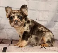 Gigi, a female French Bulldog for sale in Winesburg, OH – 4 of 8