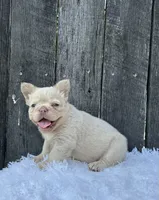 Milo, a male French Bulldog for sale in Winesburg, OH – 6 of 6
