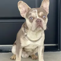 Cash, a male French Bulldog for sale in Winesburg, OH – Photo 2 of 6