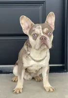 Cash, a male French Bulldog for sale in Winesburg, OH – Photo 2 of 6