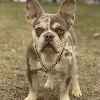 Cash, a male French Bulldog for sale in Winesburg, OH – Photo 1 of 6