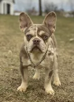 Cash, a male French Bulldog for sale in Winesburg, OH – Photo 1 of 6