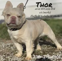 Cash, a male French Bulldog for sale in Winesburg, OH – Photo 6 of 6