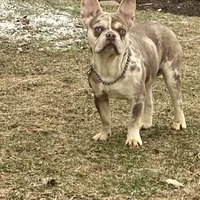 Cash, a male French Bulldog for sale in Winesburg, OH – Photo 3 of 6