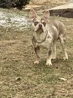 Cash, a male French Bulldog for sale in Winesburg, OH – Photo 3 of 6