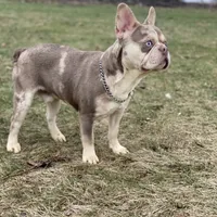 Cash, a male French Bulldog for sale in Winesburg, OH – Photo 4 of 6