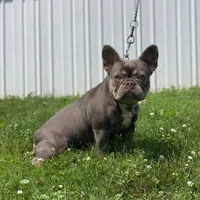 Cash, a male French Bulldog for sale in Winesburg, OH – Photo 5 of 6