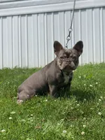 Cash, a male French Bulldog for sale in Winesburg, OH – Photo 5 of 6