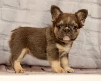 Biscut, a female French Bulldog for sale in Winesburg, OH – 6 of 8