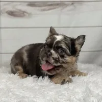 Bentley, a female French Bulldog for sale in Winesburg, OH – Photo 5 of 5