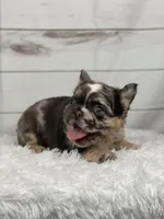 Bentley, a female French Bulldog for sale in Winesburg, OH – Photo 5 of 5