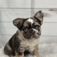 Bentley, a female French Bulldog for sale in Winesburg, OH – Photo 2 of 5