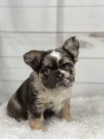 Bentley, a female French Bulldog for sale in Winesburg, OH – Photo 2 of 5