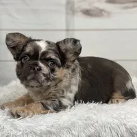 Bentley, a female French Bulldog for sale in Winesburg, OH – Photo 3 of 5