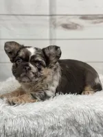 Bentley, a female French Bulldog for sale in Winesburg, OH – Photo 3 of 5