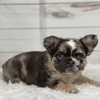 Bentley, a female French Bulldog for sale in Winesburg, OH – Photo 4 of 5