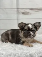 Bentley, a female French Bulldog for sale in Winesburg, OH – Photo 4 of 5