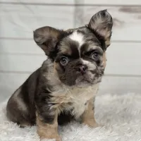 Bentley, a female French Bulldog for sale in Winesburg, OH – Photo 1 of 5